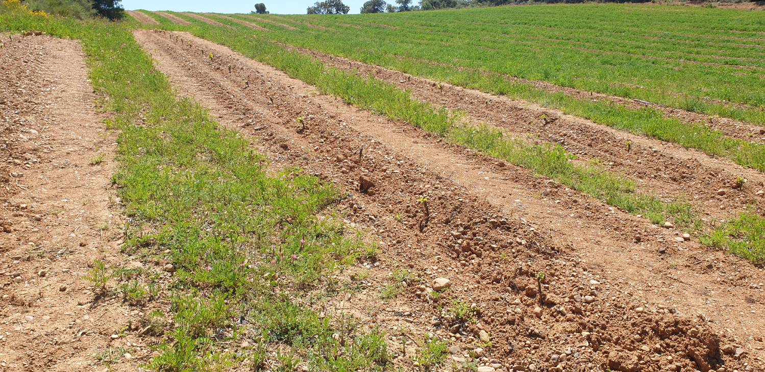 imagen 1 de Se vende finca rústica con Viñedos