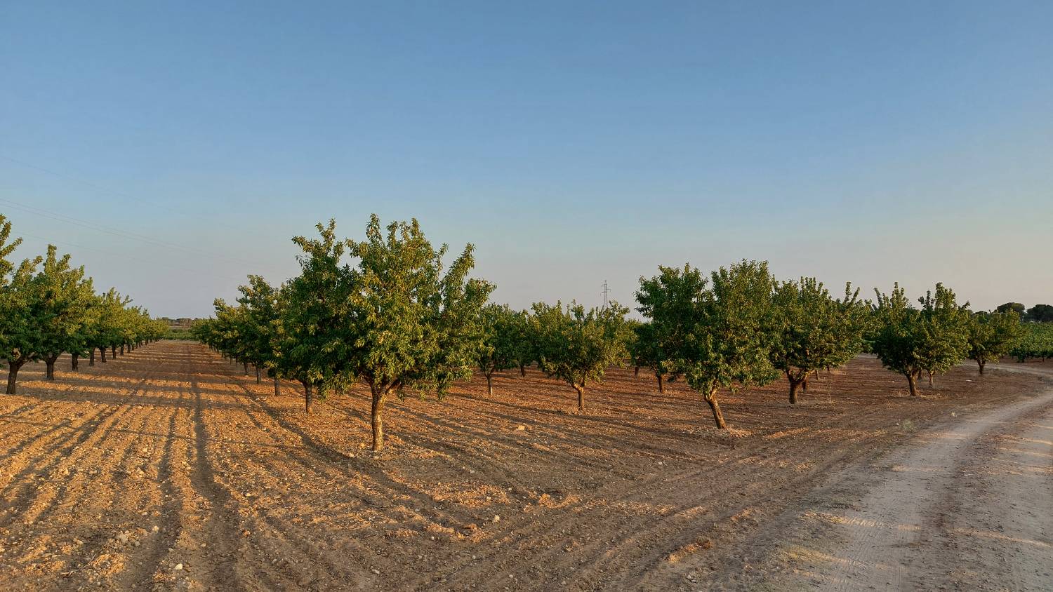 imagen 1 de Finca rustica almendros- plena producción