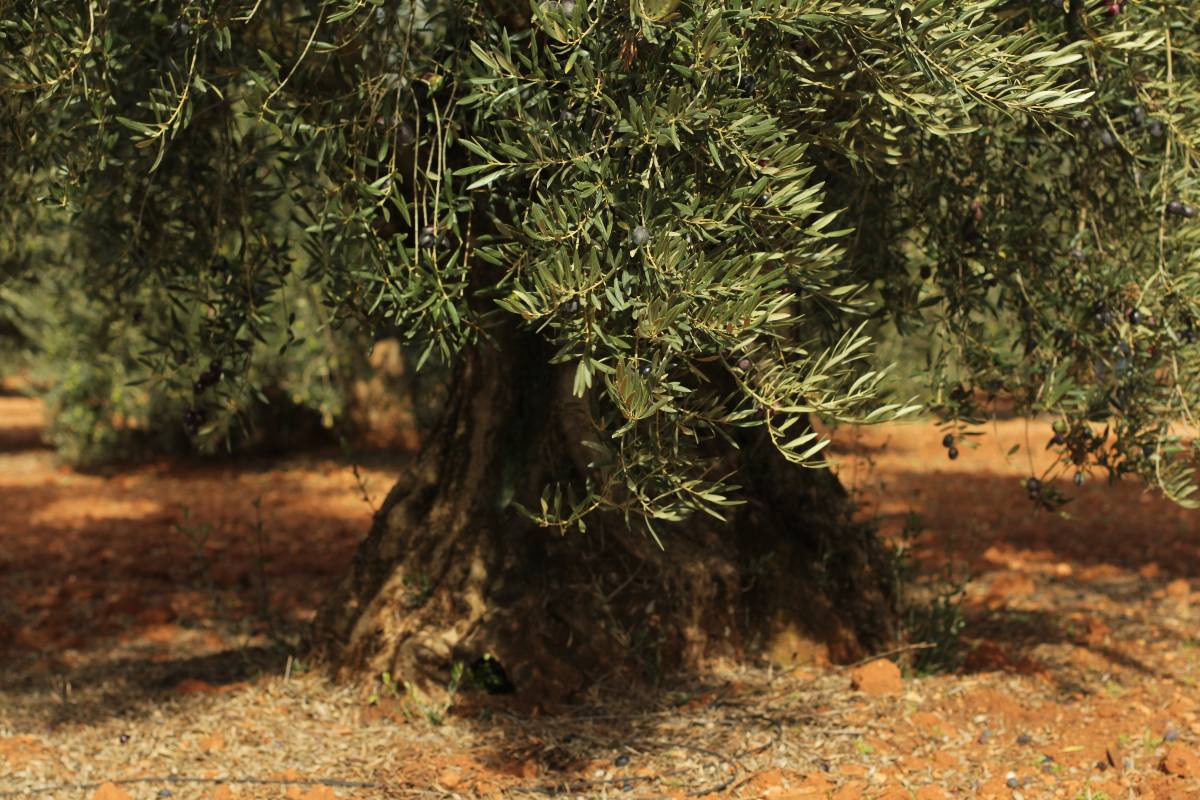 imagen 1 de Finca de olivos centenarios, almendros y frutales