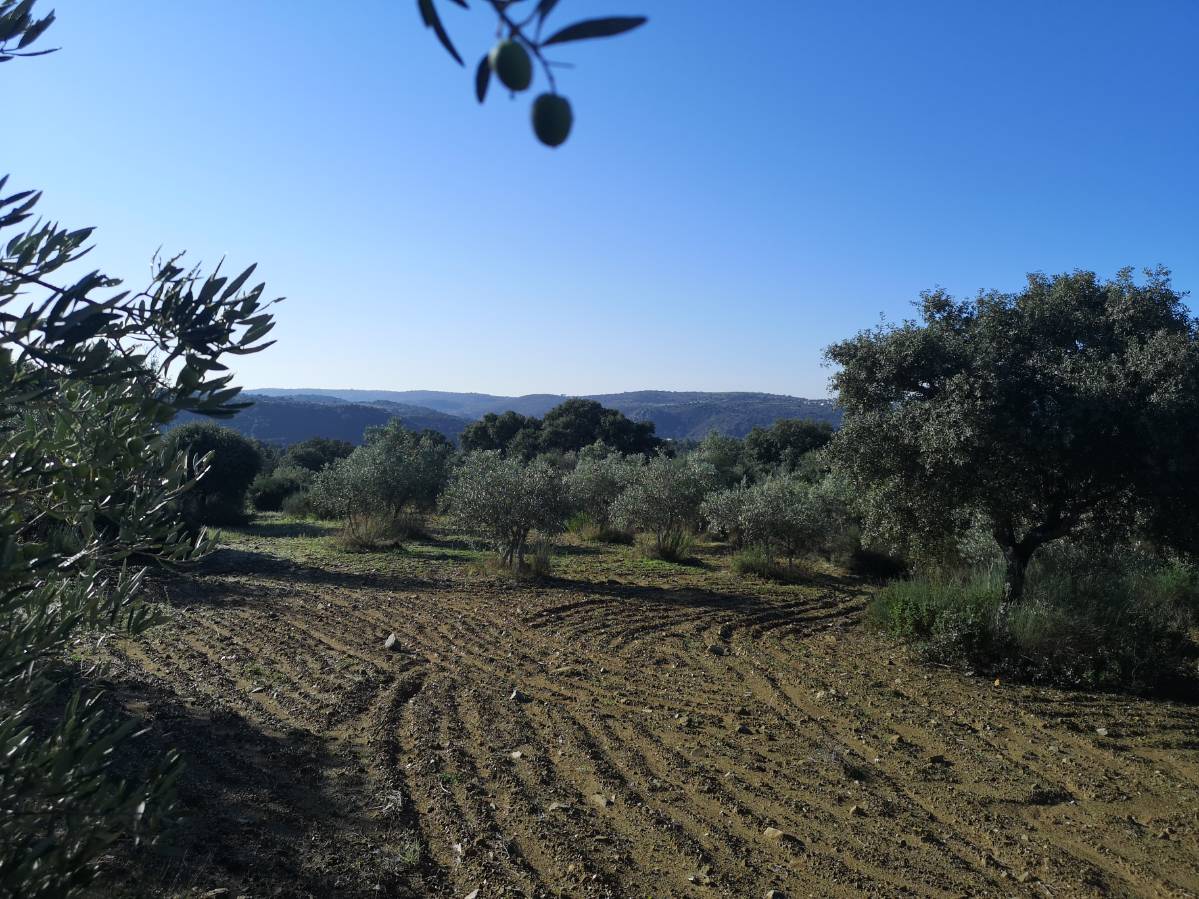 imagen 1 de Olivar en San Felices de los Gallegos