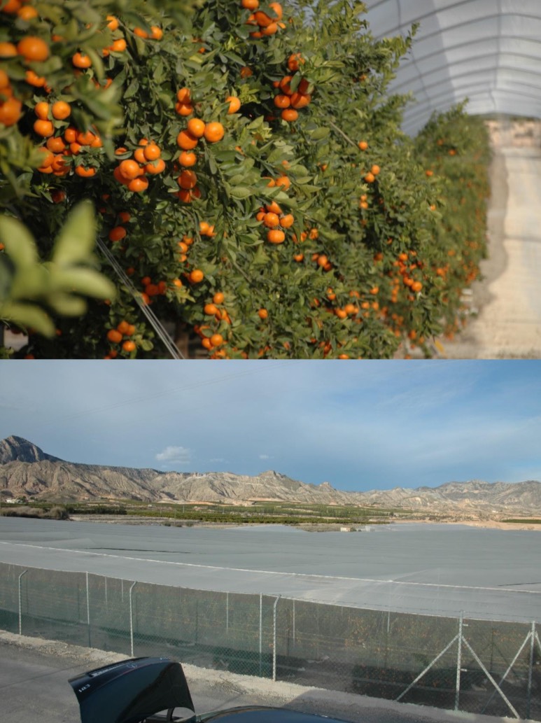 imagen 1 de SE VENDE FINCA EN ORIHUELA, ALICANTE