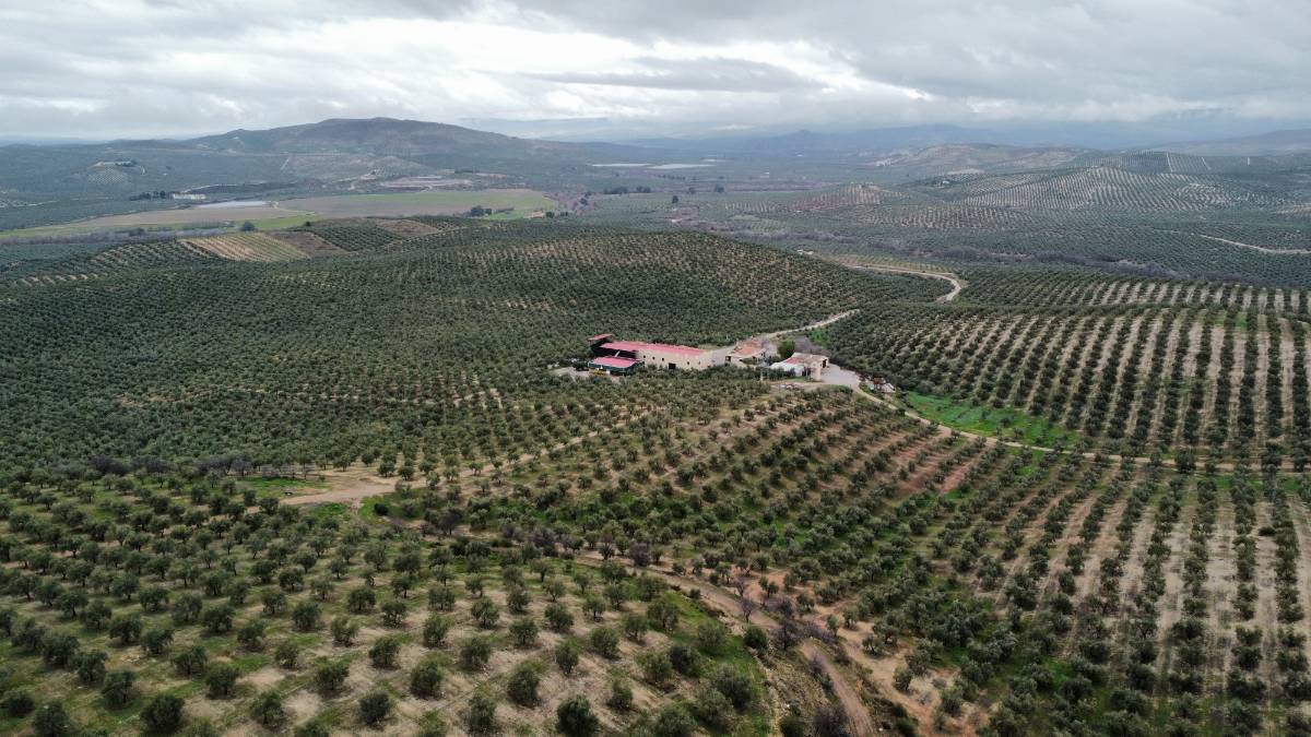 imagen 1 de Finca Olivar Ecológico y Almazara