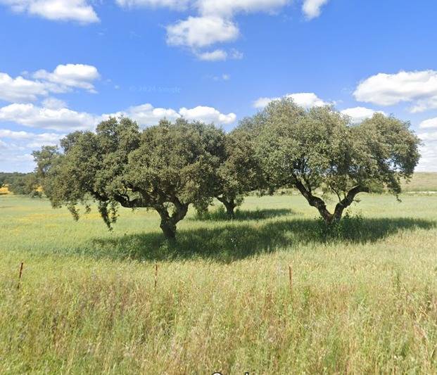 imagen 1 de Finca Rustica