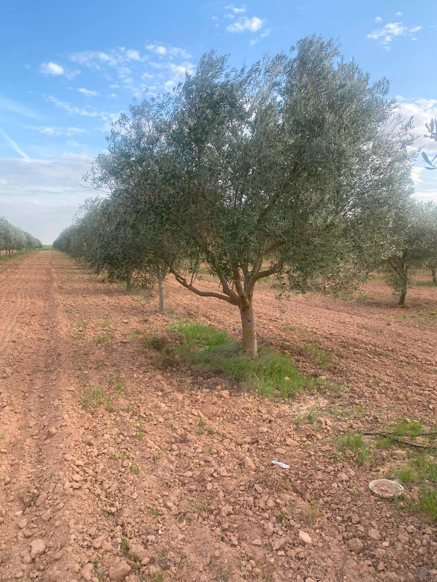 imagen 1 de Olivos ecologicos. Oportunidad