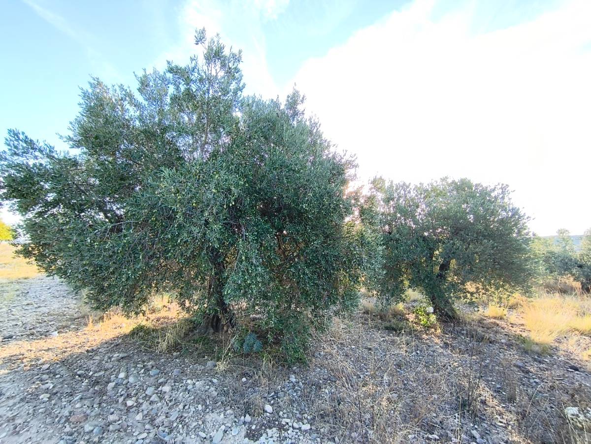 imagen 1 de Venta de Olivar Rústico en Grisel (Zaragoza)