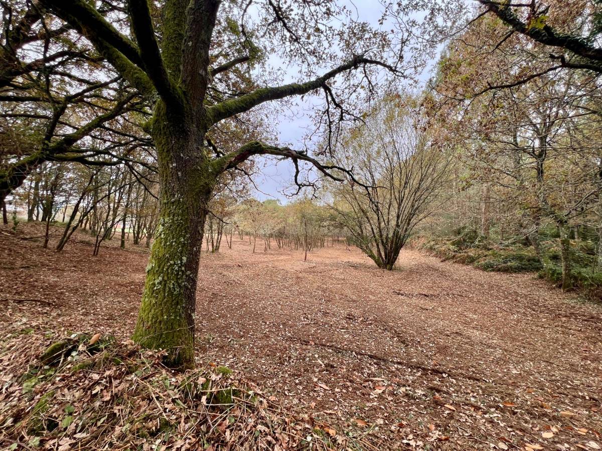 imagen 1 de Finca con robles cerca del Camino de Santiago