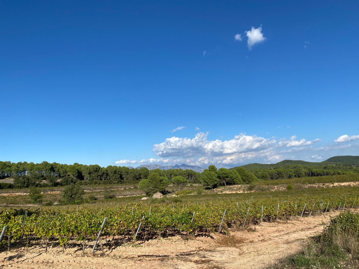 imagen 1 de Viñedo de 25ha Ecológico a 480m de altitud