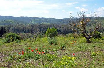 imagen 1 de Finca
