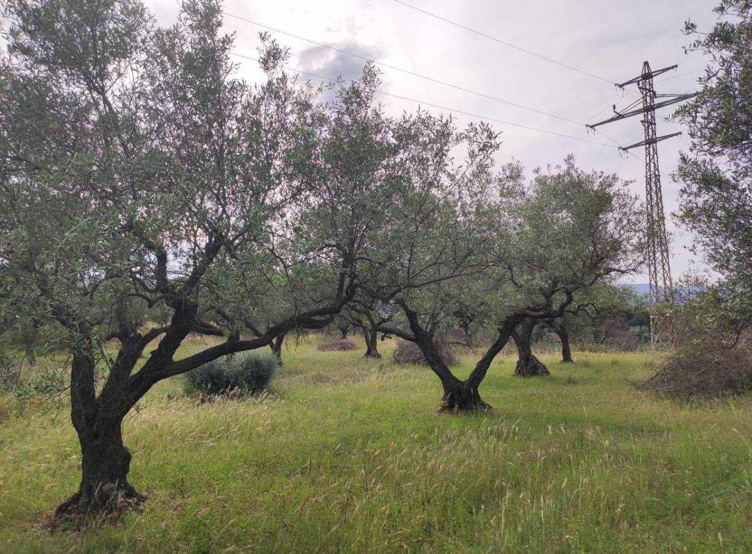 imagen 1 de Venta finca rústica