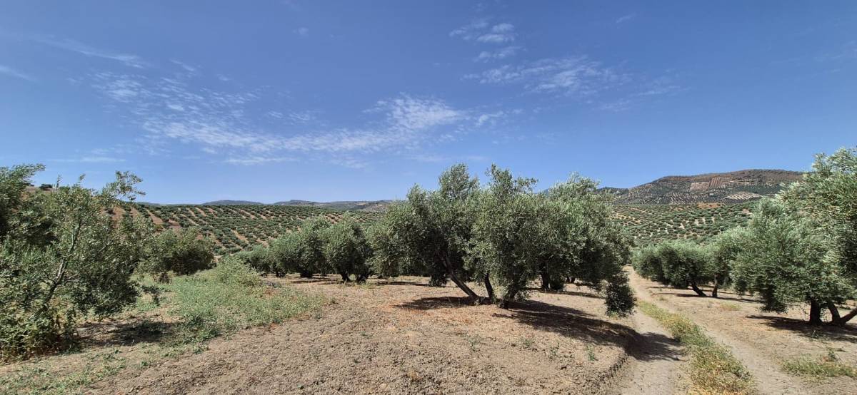 imagen 1 de Finca de Olivar