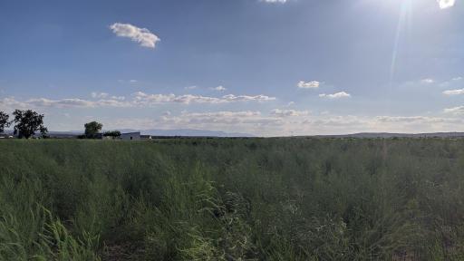 imagen 3 de Finca de espárragos Lachar
