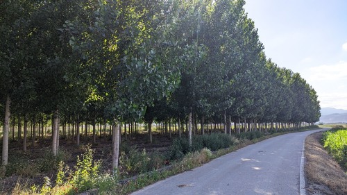 imagen 1 de Finca chopos Atarfe