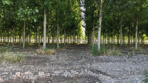 imagen 3 de Finca chopos Atarfe