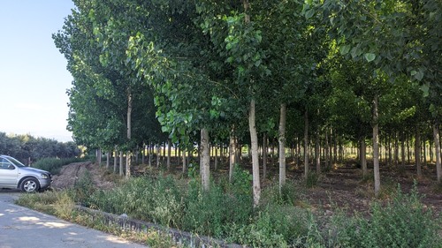 imagen 4 de Finca chopos Atarfe