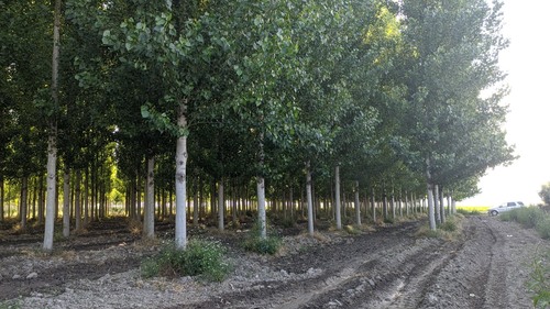imagen 12 de Finca chopos Atarfe