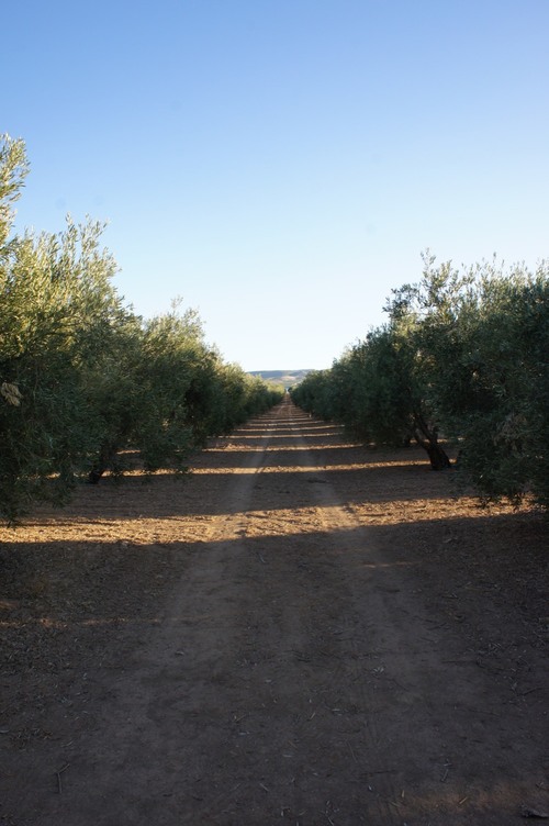 imagen 6 de Finca La Malahá