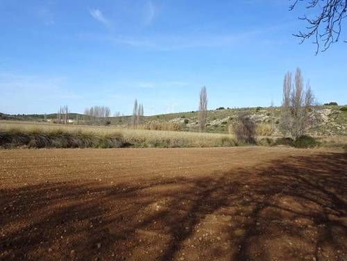 imagen 4 de Finca en Munera 135 Ha.