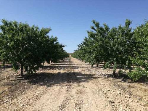 imagen 1 de Finca almendros y nogales en Tobarra