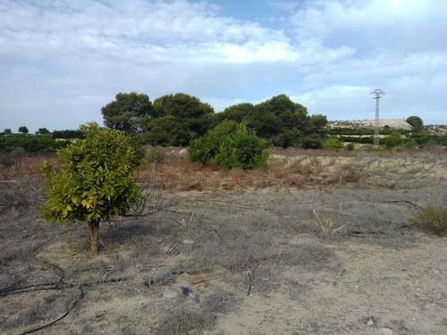 imagen 3 de Venta de terreno en Los Montesinos