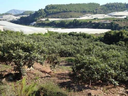 imagen 2 de Finca regadío nísperos y aguacates