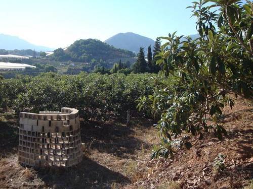 imagen 3 de Finca regadío nísperos y aguacates