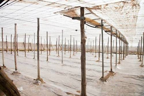imagen 2 de Venta invernadero en San Isidro de Níjar
