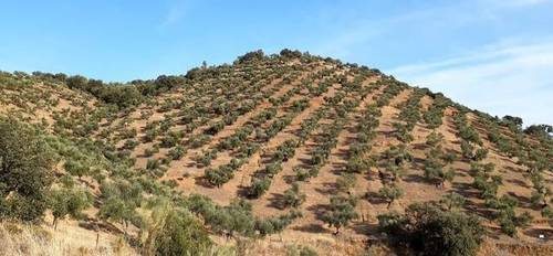 imagen 1 de Venta de olivar en Puebla Del Maestre