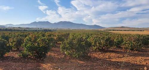 imagen 1 de Venta de viñedo en Zarza De Alange (Badajoz)