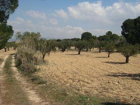 imagen 1 de Venta de olivar en Mirandilla (Badajoz)