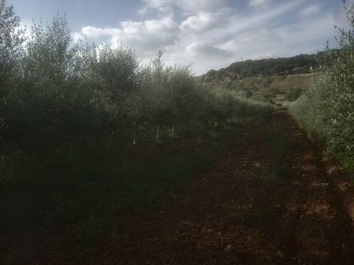 imagen 2 de Venta de olivar y casa rural en Salvaleón (Badajoz)