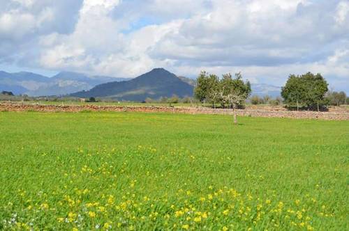 imagen 2 de Venta de parcela en Inca (Mallorca)