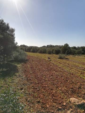 imagen 1 de Venta magnífica finca en Campos (Mallorca)
