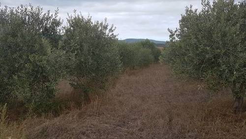imagen 1 de Venta de bonita finca olivar y cultivo en Sant Martí Sarroca (Barcelona)