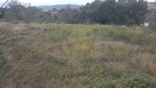 imagen 3 de Venta de bonita finca olivar y cultivo en Sant Martí Sarroca (Barcelona)
