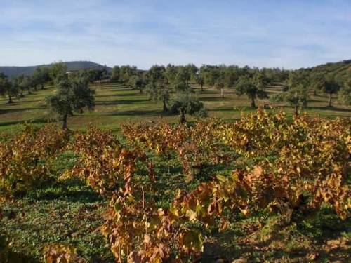 imagen 2 de Venta de finca con olivos y viña en Cañamero (Cáceres)