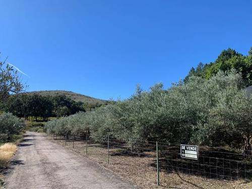 imagen 1 de Venta de olivar en Acebo (Cáceres)