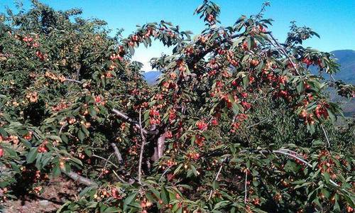 imagen 1 de Venta finca de cerezos en La Pesga (Cáceres)