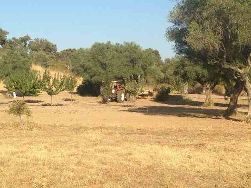 imagen 1 de Venta de encinar y olivar en Coria (Cáceres)