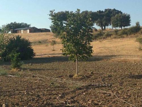 imagen 2 de Venta de encinar y olivar en Coria (Cáceres)