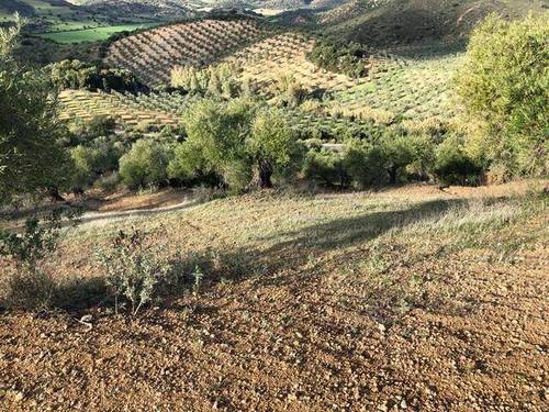 imagen 1 de Venta de olivar en Puerto Serrano (Cádiz)
