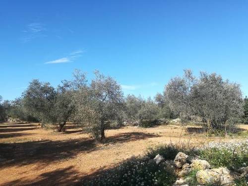 imagen 1 de Venta de fincas oliveras en Canet lo Roig (Castellón)