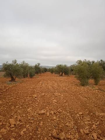 imagen 1 de Venta de finca olivar en Moral de Calatrava (Ciudad Real)