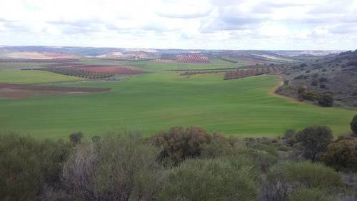 imagen 1 de Venta de gran terreno en Montiel (Ciudad Real)