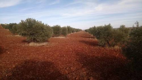 imagen 1 de Venta de olivar en Valdepeñas (Ciudad Real)