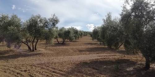 imagen 1 de Venta de finca olivar en Bujalance (Córdoba)