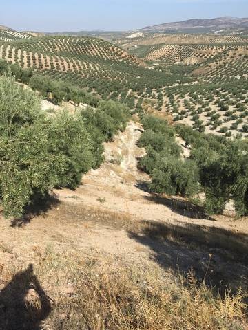 imagen 1 de Venta de magnífico olivar en Priego de Córdoba (Córdoba)