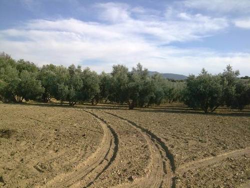 imagen 1 de Venta de finca olivar en Otura (Granada)
