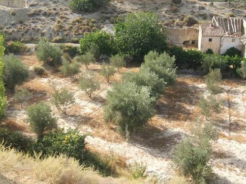 imagen 1 de Venta de estupenda finca olivar en Baza (Granada)