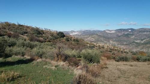 imagen 3 de Venta de finca con olivos en producción en Güejar Sierra (Granada)