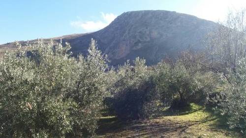imagen 2 de Venta de finca con olivos en producción en Güejar Sierra (Granada)